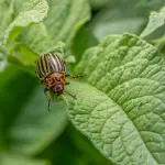 Come riconoscere i parassiti più comuni del giardino