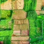 Agricoltura e clima, Giansanti: “Investimenti e rischi non possono ricadere solo sugli agricoltori”