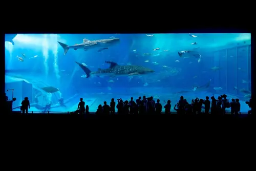 Acquario di Genova: come visitarlo e cosa aspettarsi davvero