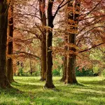 Verde pubblico, task force operativa e un milione di euro in più: nuova pianificazione per il patrimonio arboreo di Genova