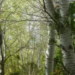 Genova, via Carso verso la riapertura: interventi sul verde urbano