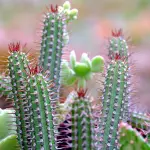 Come scegliere piante resistenti alla siccità