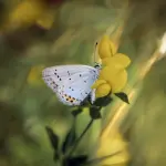 Quali fiori attirano api e farfalle: scelte efficaci per un giardino ricco di vita