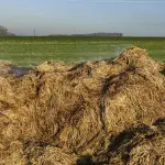 Quali concimi naturali usare nell’orto: guida pratica per nutrire il terreno senza chimica